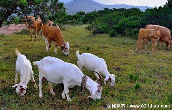 六畜是指哪六畜，泛指所有家畜(马/牛/羊/猪/狗/鸡为代表)