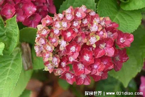 绣球花为什么又叫死人花人花，据说会招鬼(其实是象征吉祥的花)