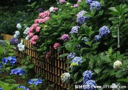 绣球花为什么又叫死人花人花，据说会招鬼(其实是象征吉祥的花)