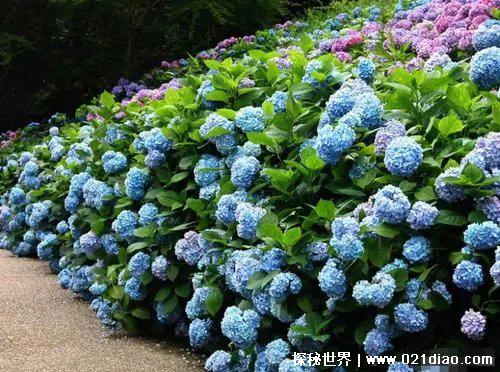 绣球花为什么又叫死人花人花，据说会招鬼(其实是象征吉祥的花)