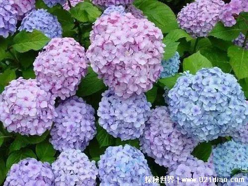 绣球花为什么又叫死人花人花，据说会招鬼(其实是象征吉祥的花)