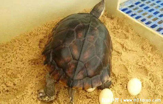 养龟为什么不能养双,有人说影响风水气运(其实养双有很多好处)