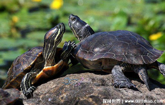 养龟为什么不能养双,有人说影响风水气运(其实养双有很多好处)