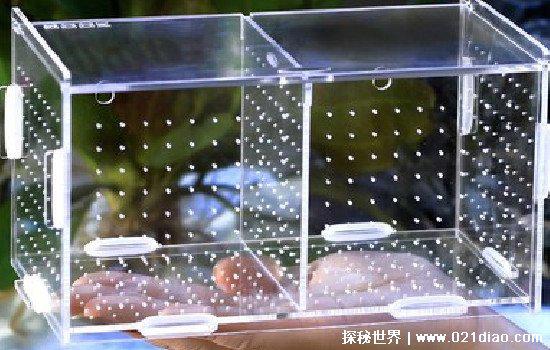 养龟为什么不能养双，有人说影响风水气运(其实养双有很多好处)