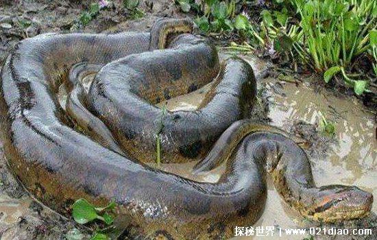 世界上最大的蛇有多大，亚马逊森蚺重500斤长10米(一口吞一个人)