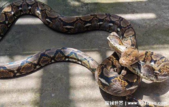世界上最大的蛇有多大，亚马逊森蚺重500斤长10米(一口吞一个人)