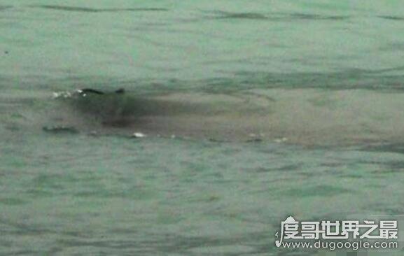 新疆喀纳斯湖水怪真相之谜，乃长达10米的巨型哲罗鲑