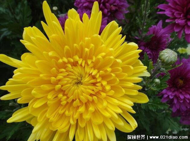 中国十大名花有哪些，国花牡丹最为尊贵(花中之王)