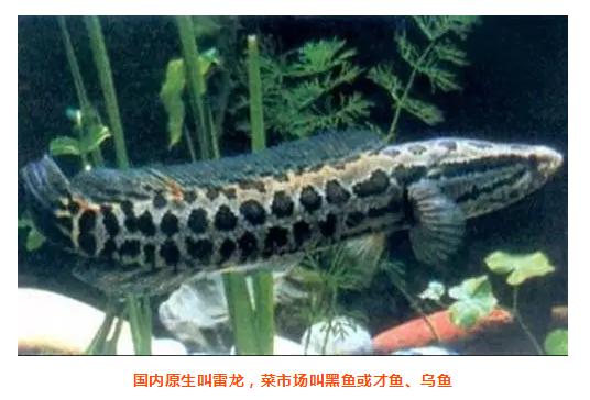 「斗鱼未解之谜」直播圈未解之谜，冯提莫到底有多高？