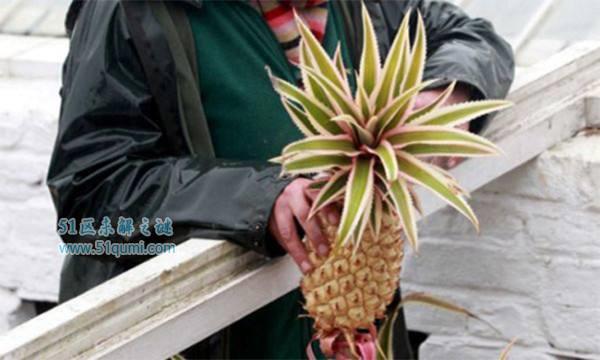 世界上最贵的八种水果 草莓阿诺价格140万美元你没看错!