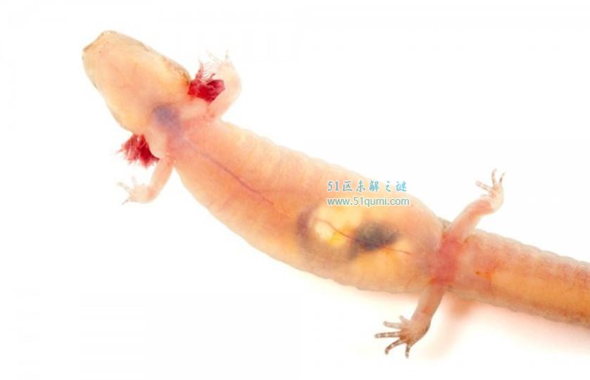 黄金龟甲虫最迷人的透明生物 黄金龟甲虫多少钱一只?