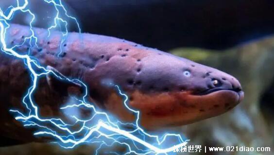 食人鱼的天敌是什么,天敌众多(食人鱼被妖魔化实则很胆小)