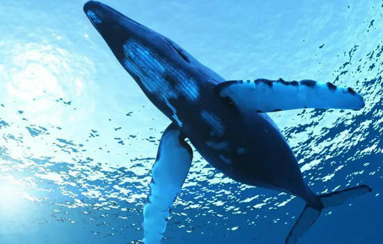 食人鱼的天敌是什么,天敌众多(食人鱼被妖魔化实则很胆小)