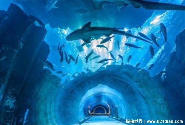 美人鱼真的存在吗,至今是一个传说(充满神秘)