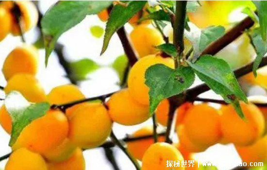 2022年梅雨季节是什么时间入梅，6月12日入梅7月10日出梅