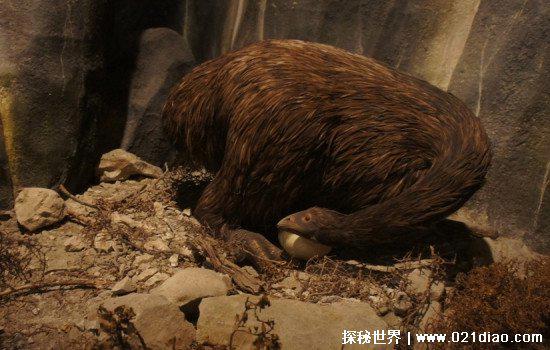 恐鸟什么时候灭绝的，19世纪50年代左右(曾是世界第一高鸟)