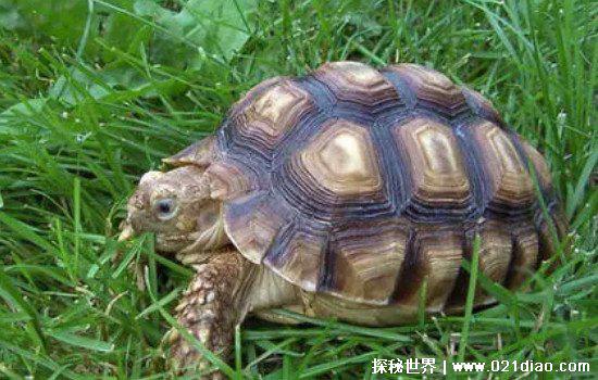 乌龟冬眠吗为什么?家养乌龟怎样让冬眠(用土就可以轻松搞定)