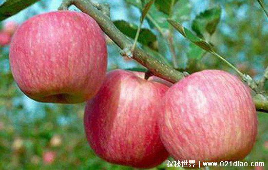 世界一号苹果，最大的可以长到3斤左右(售价几百元一斤)