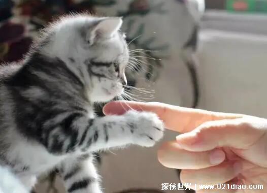 吸猫是啥意思是什么，对猫咪喜爱的动作(一种网络语言)