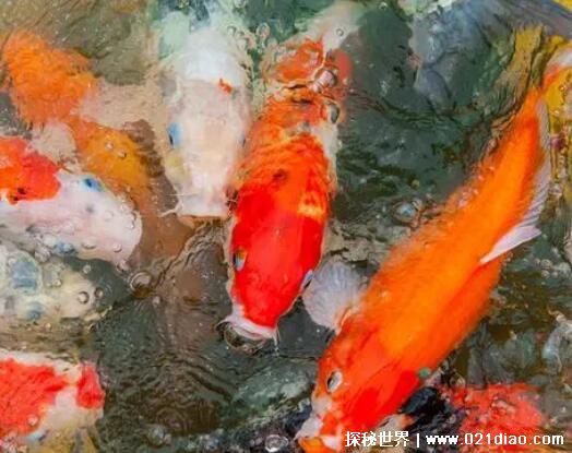 吸猫是啥意思是什么，对猫咪喜爱的动作(一种网络语言)