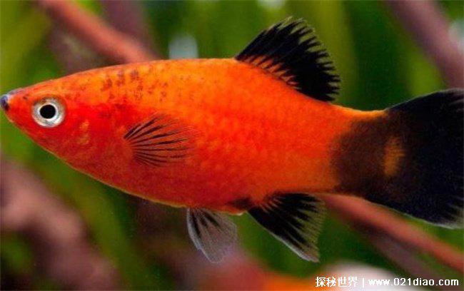 养不死的热带观赏鱼，月光鱼(生命力强)