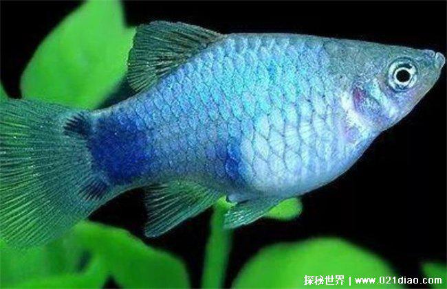 养不死的热带观赏鱼，月光鱼(生命力强)