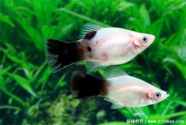 养不死的热带观赏鱼，月光鱼(生命力强)