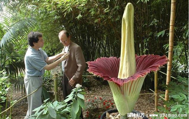 鬼吹灯尸香魔芋花真的存在吗，真实存在(7年才开一次花)