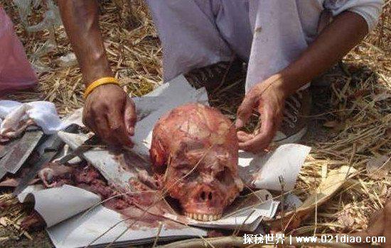 红烧女人肉胆小勿看,食人族专门以女人身体为食物(画面太残忍)