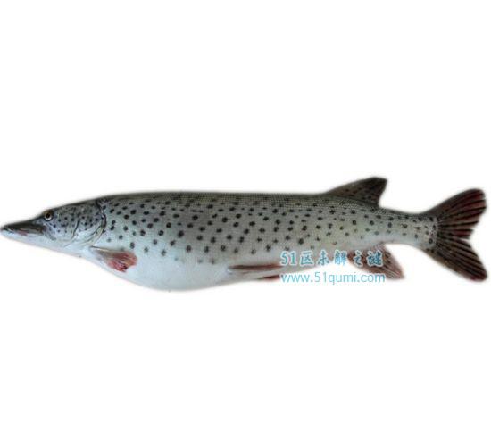 恐怖的淡水食肉鱼:哲罗鲑 喀纳斯湖水怪真身