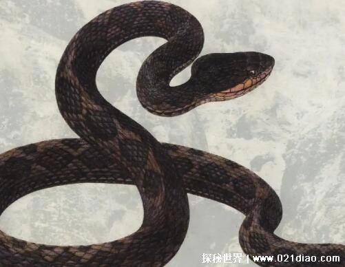 伤害人类最多的动物排行,五种动物榜上有名(72.5万人因蚊子去世)