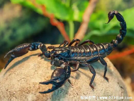 伤害人类最多的动物排行，五种动物榜上有名(72.5万人因蚊子去世)