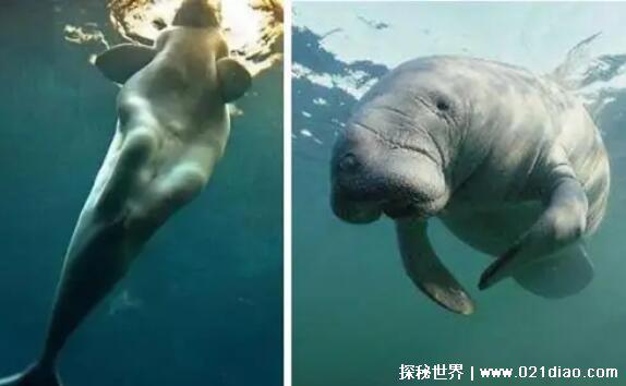 世界上最后一条美人鱼，儒艮(在国内已经功能性灭绝)