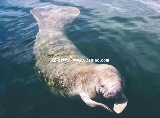 世界上最后一条美人鱼，儒艮(在国内已经功能性灭绝)