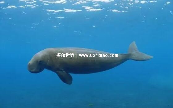 世界上最后一条美人鱼，儒艮(在国内已经功能性灭绝)