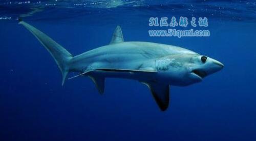 鼠鲨:会主动攻击人的鲨鱼 与垂钓者激斗后放生大海