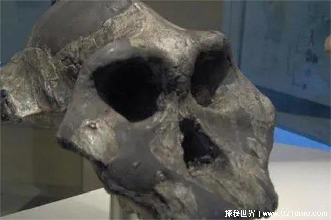 神农架猴娃之谜揭秘,人与野人杂交的后代(野人的存在)