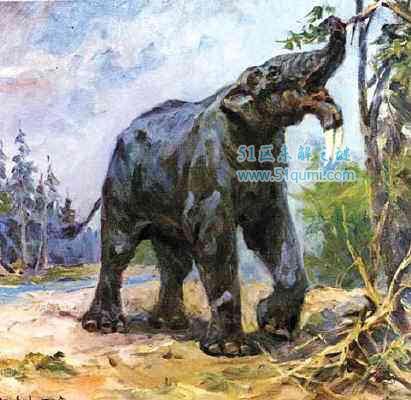 恐象:象牙长在下颚的大象 和猛犸象比哪个更大?