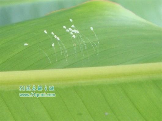 优昙婆罗花长什么样?优昙婆罗花真的存在吗?