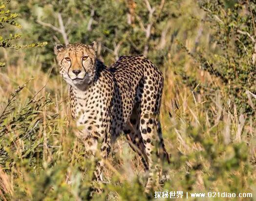 已灭绝的十大猫科动物，北美猎豹早在12000年前就已灭绝
