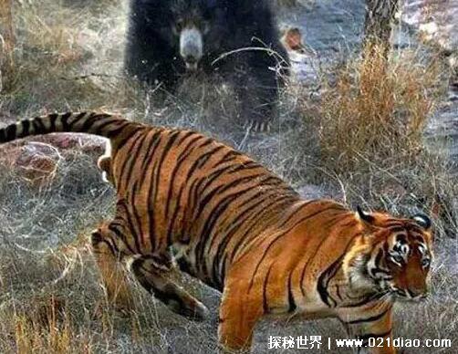 已灭绝的十大猫科动物，北美猎豹早在12000年前就已灭绝