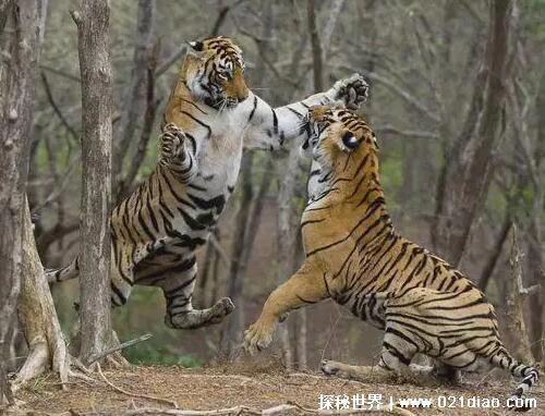 已灭绝的十大猫科动物，北美猎豹早在12000年前就已灭绝