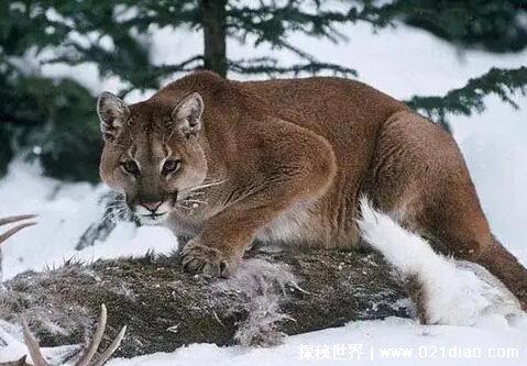 已灭绝的十大猫科动物，北美猎豹早在12000年前就已灭绝