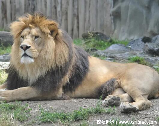 已灭绝的十大猫科动物，北美猎豹早在12000年前就已灭绝