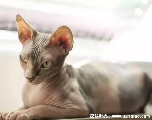 已灭绝的十大猫科动物，北美猎豹早在12000年前就已灭绝