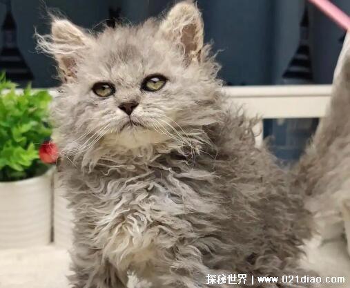 已灭绝的十大猫科动物，北美猎豹早在12000年前就已灭绝