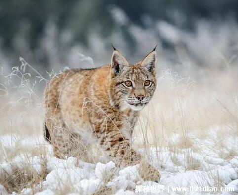 已灭绝的十大猫科动物，北美猎豹早在12000年前就已灭绝