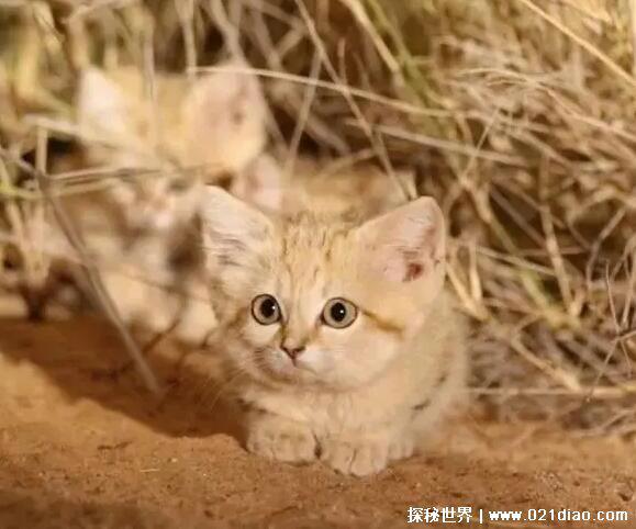 已灭绝的十大猫科动物，北美猎豹早在12000年前就已灭绝