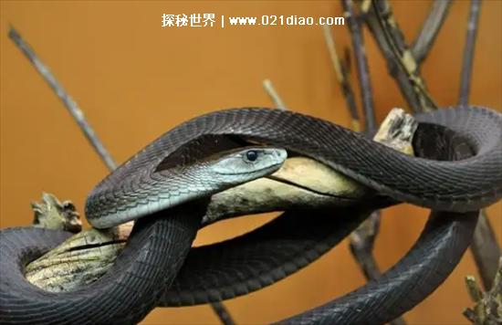 非洲十大危险动物，第一名蚊子(每天都有3000多名儿童丧命)