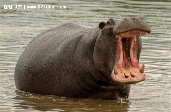 非洲十大危险动物，第一名蚊子(每天都有3000多名儿童丧命)